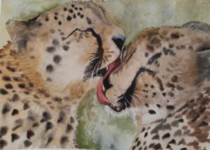 Animals-Cheetah love