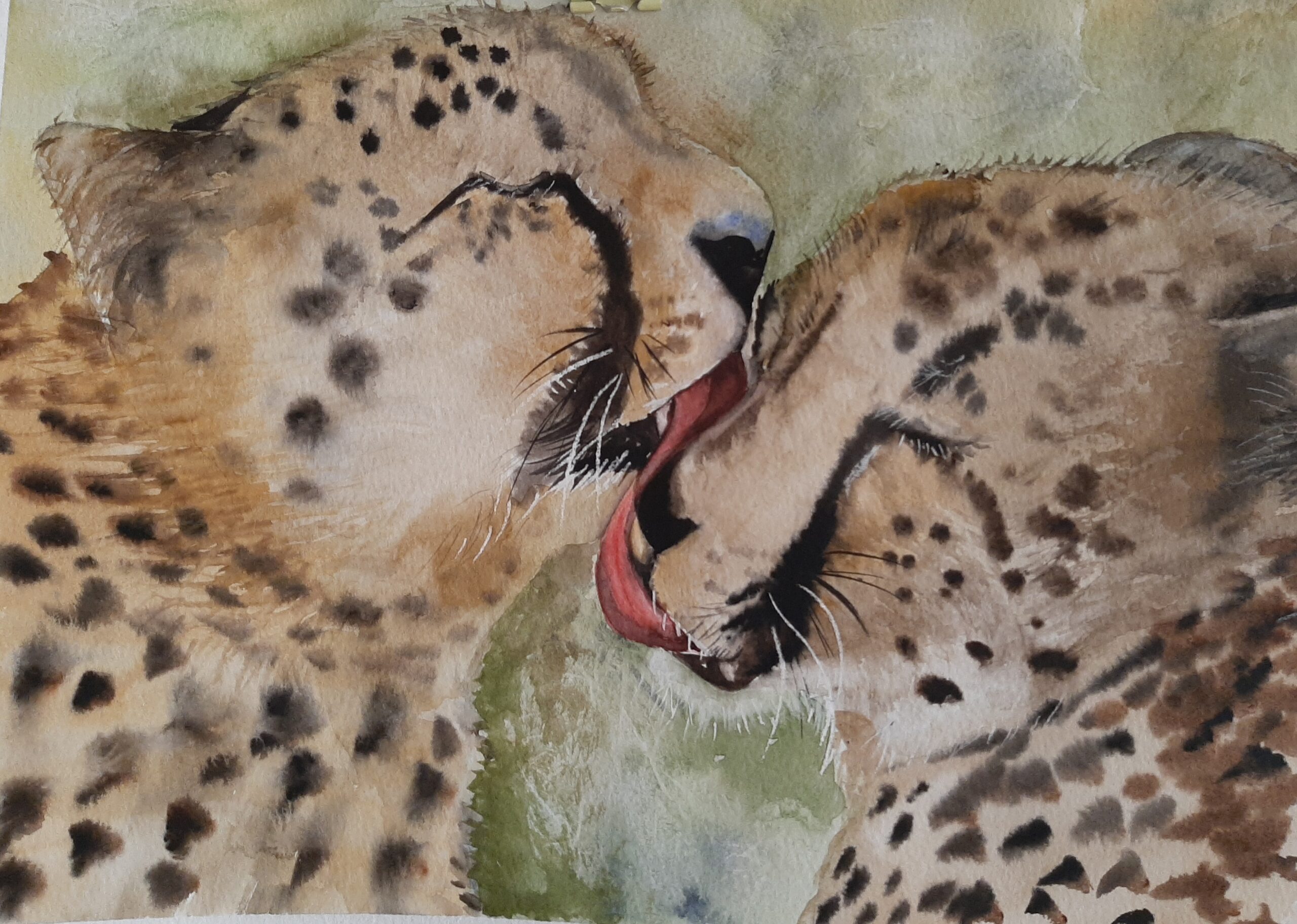 Animals-Cheetah love