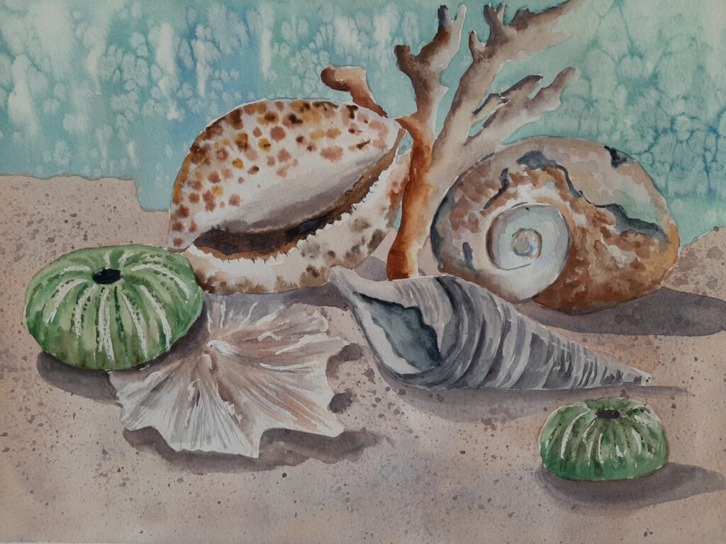 Still life-Shells